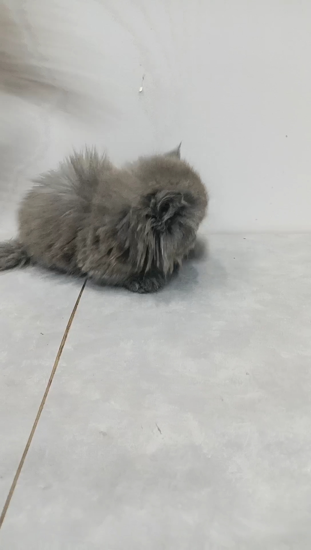 蓝猫矮脚拿破仑免费包邮有猫瘟腹水有健康问题给退